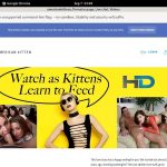 Americankittens Photo